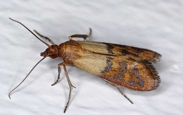 Food Moths Extermination in Karachi
